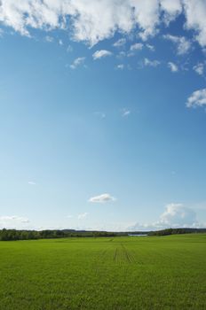 Field landscape