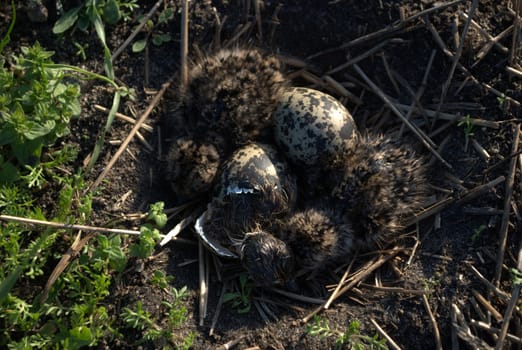 chicks, Northern 