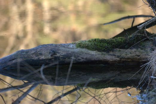 wooden peg in the water