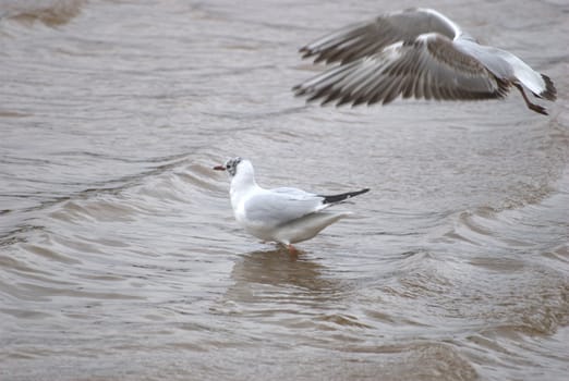 gulls,