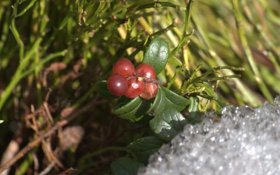 cranberries 