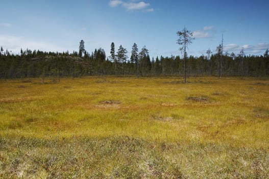 Swamp landscape