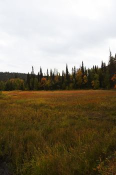 Autumn colors and tints at swamp 