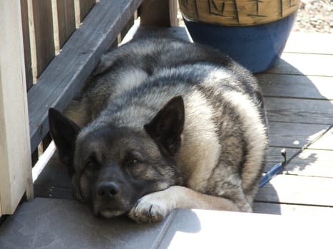 elk dog