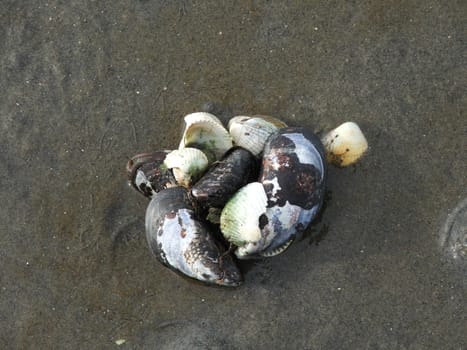 blue mussels