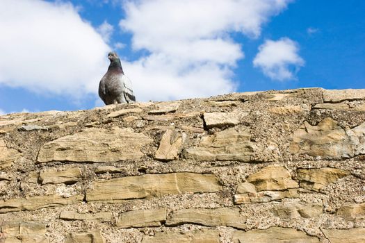 Pigeon sitting on the stone wall against blue sky with clouds looking at camera
