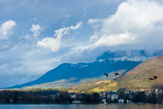 Landscape with flying ducks