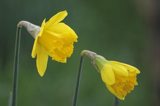 two daffodils growing in the garden taken with a very shallow dof
