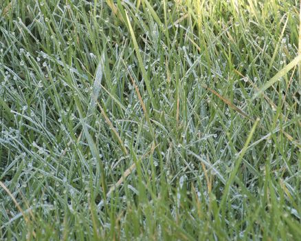 closeup of frosty grass just as the sun is shining onto it in the morning