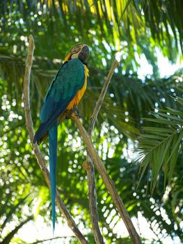 the picture of the parrot from bali