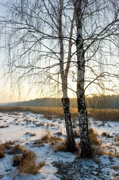 Sunset behind the birch-tree at Yauza river, Russia