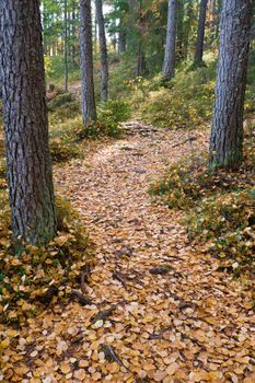 Forrest path covered by leaves at autumn
