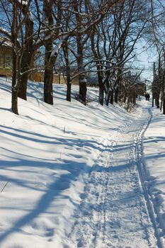 The shadow of the tree on the winter pathway