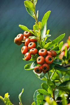 it is a chinese firethorn called pyracantha fortuneana.