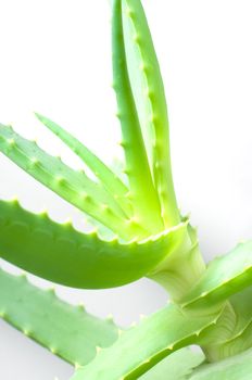 Bush of an aloe vera with juicy green leaves
