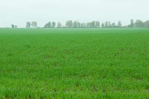 Misty field lay down with winter-annual