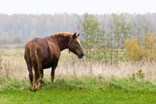 Brown horse grazing on an autumn meadow