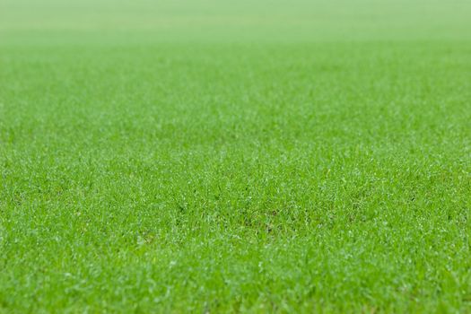 Fresh green grass with dews selective focus horisontal background