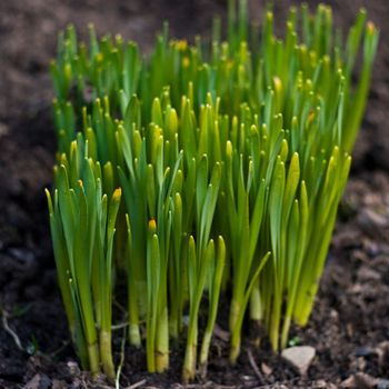 Fresh green snowdrop burgeons macro shot