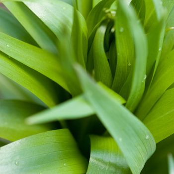 Curved lush foliage with some dews