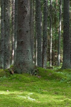 Depths of the softwood forest at summer, Seliger lake, Russia