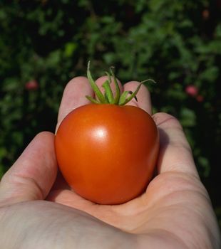 tomato of a summer crop on a palm of the gardener