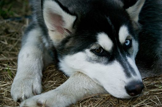 Portrait of a Husky Dog