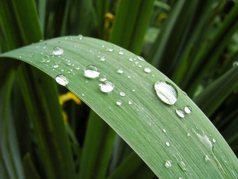 Iris blade with water droplets in a garden