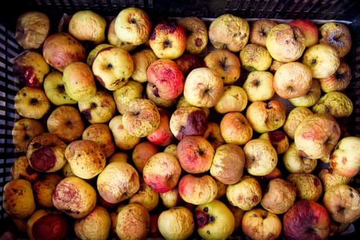 Heap of wrinkled aged apples