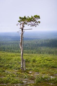 Lonely tree top of the hill on north of Finland