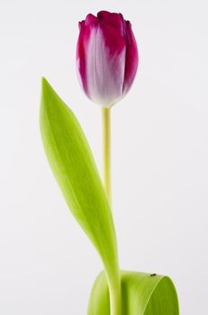 Tulip on isolated white background
