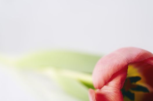 Tulip on the table