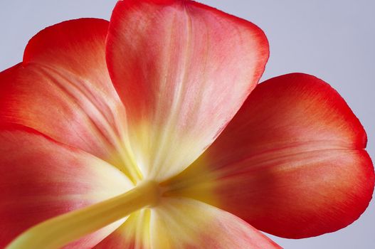 Tulip close-up