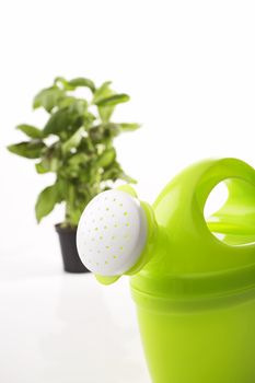 Watering can front of the basil pot on white background