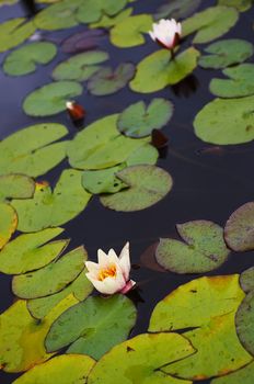 Pond with water-lilies