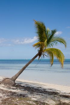 Green tropical palm on a beach near blue water and a blue sky in a background. Cayo Coco, Cuba.