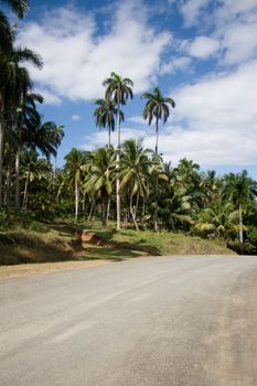 Tropical green palms by a road and a blue cloudy sky in a background