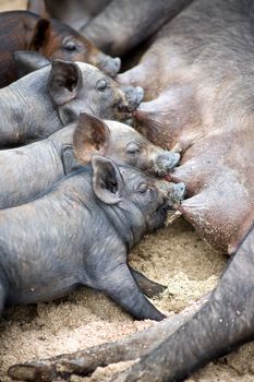 Close-up of four little piglets suckling milk at nurse pig