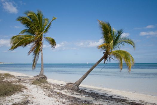 Green tropical palm trees on a beach near blue water and a blue sky in a background. Cayo Coco, Cuba.