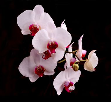 white orchid on a dark background