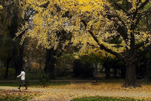 Autumn in the park