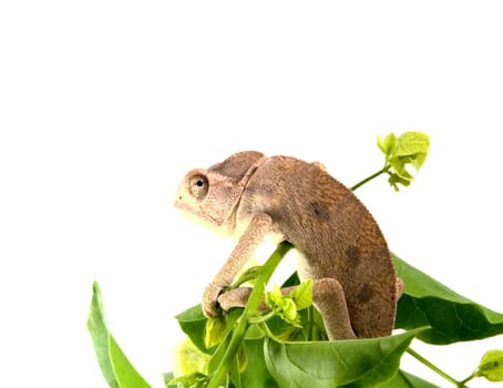 Chameleon on green branch. Isolated object.