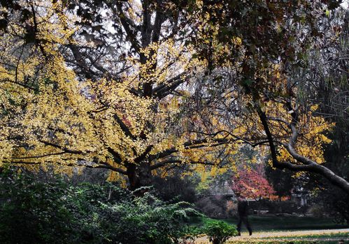 A tree in the autumn