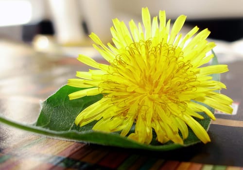 Yelllow flower on a table