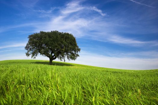 Lonely tree in spring landscape with green grass and blue sky