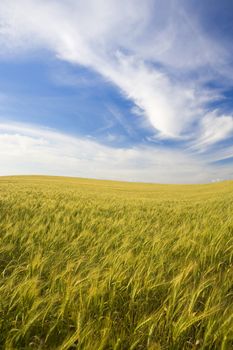 landscape with rural field and beautiful sky