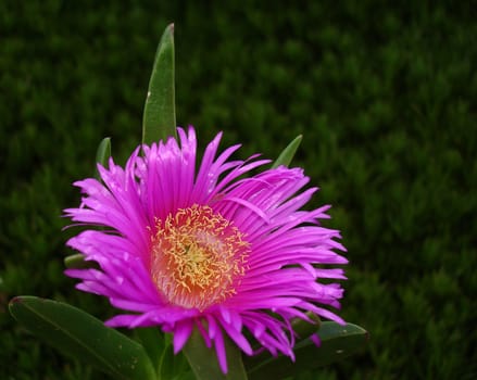 Pink flower close up