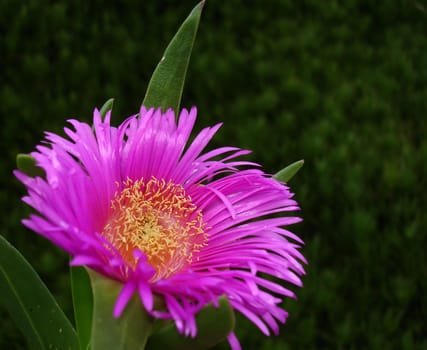 Pink flower close up