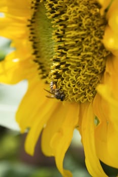 A sunflower and a bee found in a garden. 