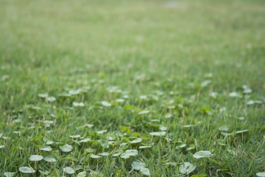 Field with green grass in perspective which can use as background in design.